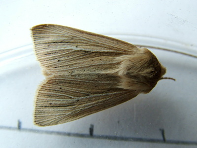 Smoky Wainscot